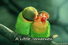A little tenderness