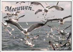 meeuwen